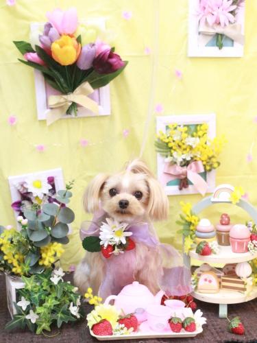 20230301ぷぅちゃん